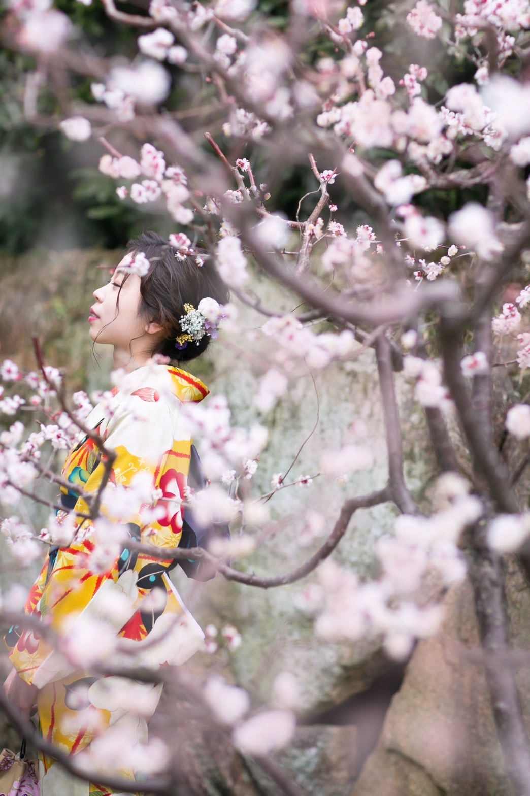 大阪の桜ロケで色打掛を着た新婦を横から撮影しているフォトウェディングショット